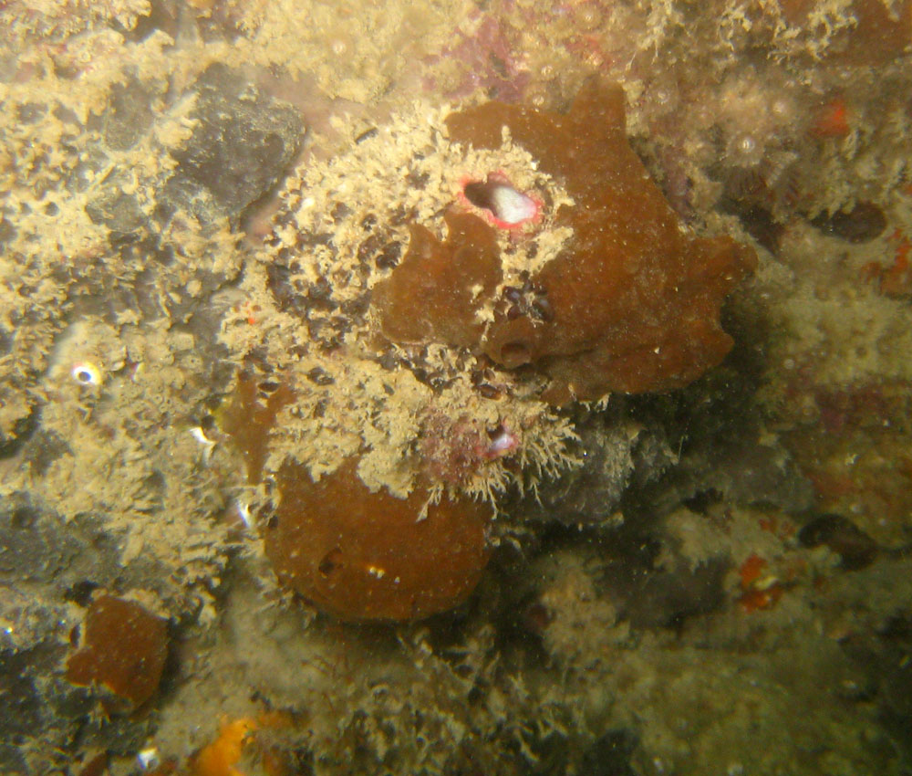 Spugne del Conero
